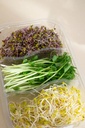germinado-nutrimix-60g-brot-dor-detalle-espacioorganico.jpg