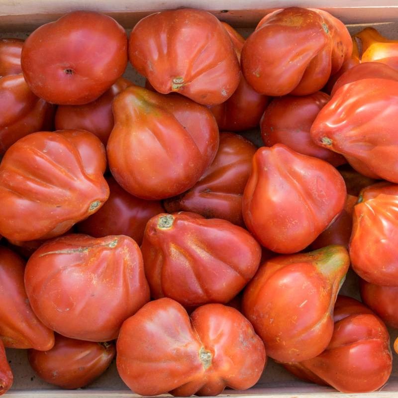 Tomate Liguria Semillas Vivas — detalle de la variedad