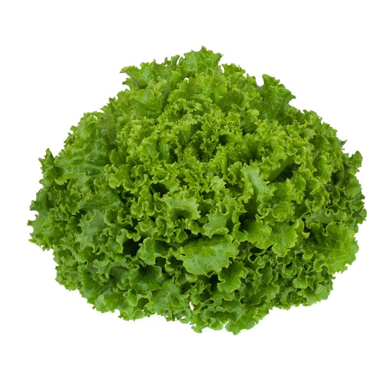 LECHUGA UD