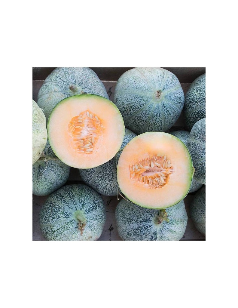 MELÓN PETIT GRIS DE RENNES SEMILLA 3G SEMILLAS VIVAS