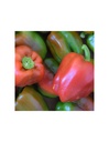 PIMIENTO 'QUADRATO D'ASTI ROSSO' SEMILLAS VIVAS