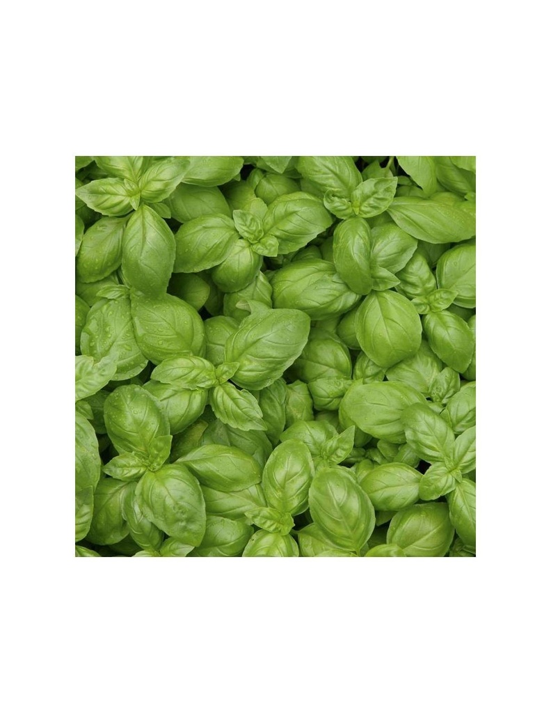 ALBAHACA DEMETER SEMILLA PARA CULTIVAR 1,2G SEMILLAS VIVAS