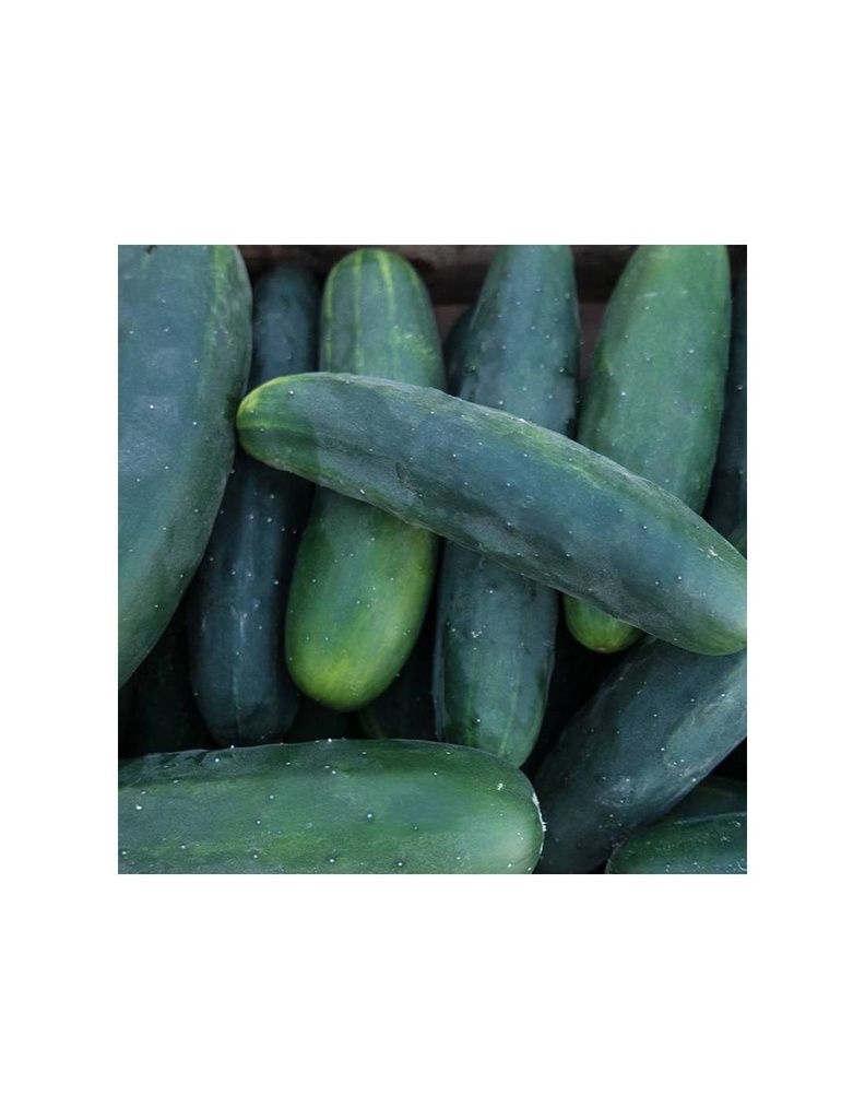 PEPINO 'MARKETMORE' SEMILLAS CULTIVAR 1G SEMILLAS VIVAS