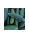 PEPINO 'MARKETMORE' SEMILLAS CULTIVAR 1G SEMILLAS VIVAS