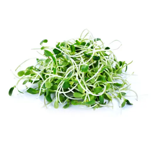 GERMINADO DE NABO DAIKON 50G KIMUAK