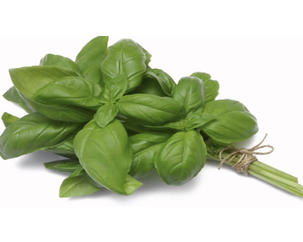 ALBAHACA MANOJO 1UD