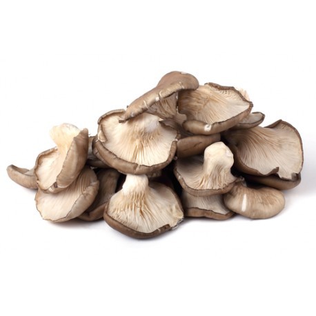 SETA PLEUROTUS OSTREATUS (GRANEL)