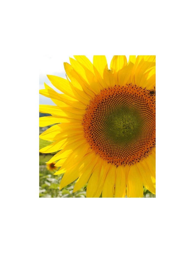 GIRASOL 'GIGANTE' SEMILLAS PARA CULTIVAR 2G SEMILLAS VIVAS