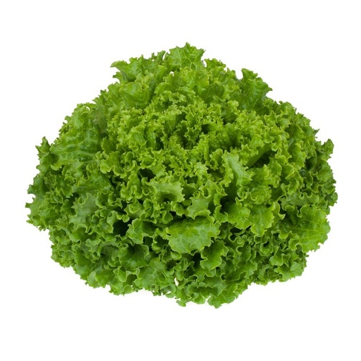 [33] LECHUGA UD