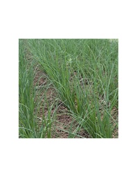 CEBOLLINO SEMILLAS 2G PARA CULTIVAR SEMILLAS VIVAS