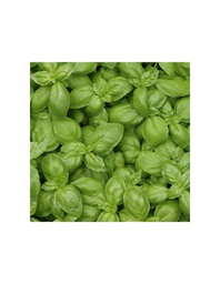 ALBAHACA DEMETER SEMILLA PARA CULTIVAR 1,2G SEMILLAS VIVAS
