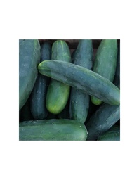 PEPINO 'MARKETMORE' SEMILLAS CULTIVAR 1G SEMILLAS VIVAS