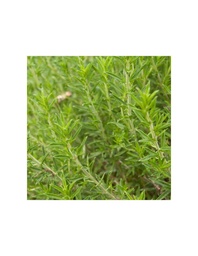 AJEDREA SEMILLA PARA CULTIVAR 2G SEMILLAS VIVAS