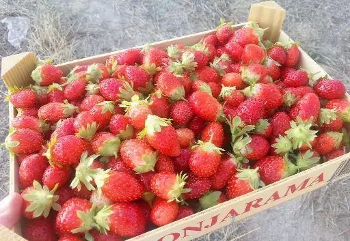 [8978] CAJA FRESAS 1K MONJARAMA